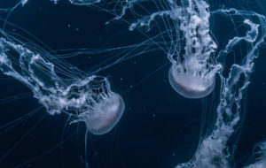 Lire la suite à propos de l’article Deep down in the water