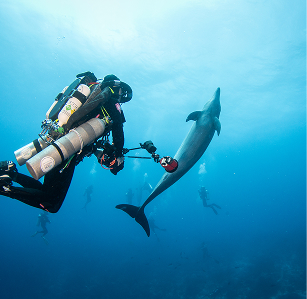 Plongée d'initiation au recycleur avec les dauphins à Rangiroa